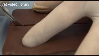 Incision Technique | Vet video library