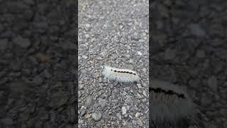 Hickory Tussock Caterpillar Ready to Pupate #lepidoptera #moths #insects #nature #wildlife