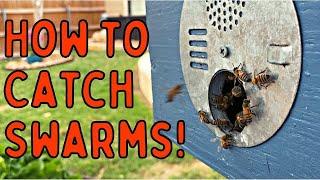 How to Catch FREE BEES with SWARM TRAPS