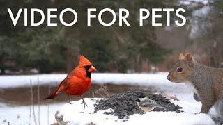 Cardinals, Squirrels and Beautiful Backyard Animals in Winter - 10 Hour Cat TV  - Jan 16, 2025