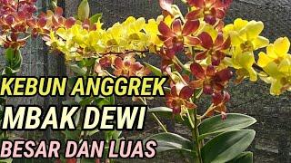 Kebun Anggrek Mbak Dewi Yang Besar dan Luas