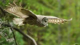 Great Grey Owl Photography