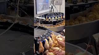 Breeding technology~Vaccinate chickens!