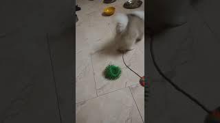 pom##pom