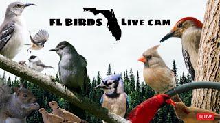 LIVE FLORIDA Bird Feeder Cam ️ THURSDAY Birds, Squirrels, Nature Sounds #cattv #live #birdfeeder