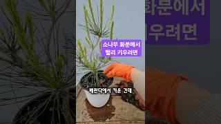 소나무 순꺽기 가지치기. 1지 순치기를 안하는이유는?