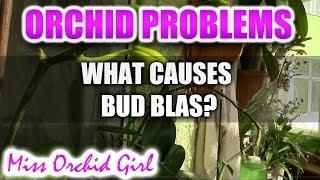 Orchid Problems - What is bud blast and what causes it?