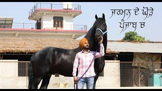 ਜਰਮਨ ਦੇ ਸ਼ਾਹ ਕਾਲੇ ਵੱਡੇ ਵੱਡੇ ਫ਼੍ਰੀਜਨ ਘੋੜੇ ਪੰਜਾਬ ਚ Friesian Horse in Punjab AA stud Farm