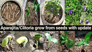 अपराजिता को बीज से उगाने का तरीका/Aprajita grow from seed with update/Clitoria terntea Butterfly pea