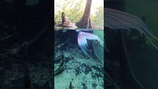 A peaceful mermaid sits in the springs. #mermaid #h2o #florida #springs #underwater #mermaidtail