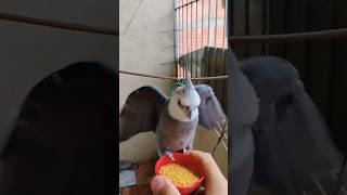 #cockatiel #birds #parrot #cute #funny #mabirdcare #cutebird #pets #talkingparot #funny #cuteparrot