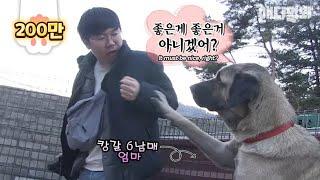 이보게 피디양반 거 애들보는데 주먹은 풀고 얘기하지ㅣWhy did the mama Kangal dog tell the producer to release his fist?