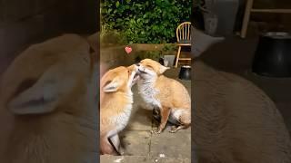 This kind farmer rescued a fox trapped in the dirt