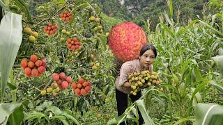 Harvest a garden of precious gems of the forest to sell at the market | Hoang Thi Mai
