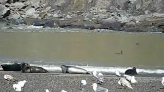 Harbor Seals, Goat Rock Beach, Sonoma Coast State Park