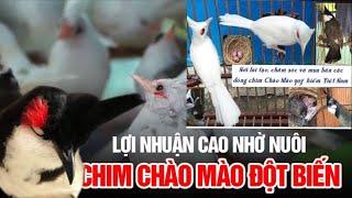 Mở bán giống chim chào mào bạch quý và chào mào indo , cho anh em làm giống múa 2025 #chaomaodotbien