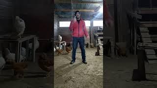 Расклев и каннибализм у кур
