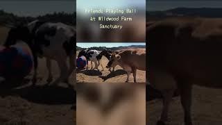 Friends Playing Ball at Wildwood Farm Sanctuary