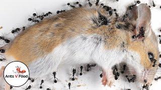 Time Lapse Ants Eating Dead Mouse