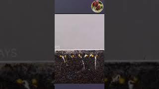 Томаты пора сеять Seedlandia.ru - семена томатов саженцы и семена декоративных растений для сада