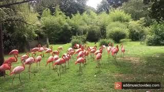 Flamingos have sweet dance move.