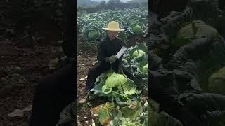 Cutting cabbage under the scorching sun