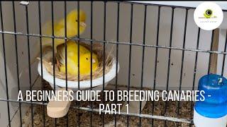 A Beginners Guide to Breeding Canaries -  Part 1 Getting started