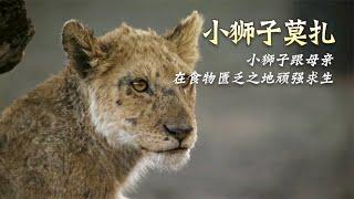 两只小狮子为生存而战，母狮带着幼崽艰难求生 | Lion Cubs Fight To Survive