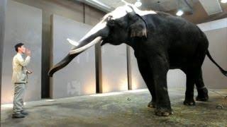 Elephant can imitate human speech: researchers