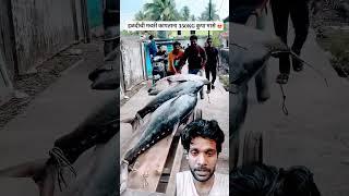 Tuna fish 300 kg. #greenscreen #youtubeshort #trending