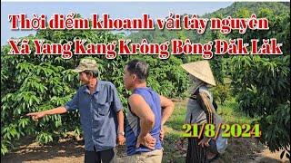 Hướng dẫn thời điểm khoanh vải tây nguyên Yang Kang Krông Bông