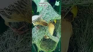 🪹Building Together: Weaver Birds' Nest-Making Symphony #birds #artistic #nest #birdnest #shorts