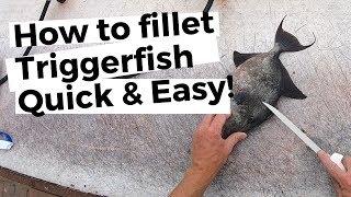 How to fillet a triggerfish