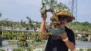 Bonsai Song Hinh Lá Kim 5 năm tuổi rẻ = phôi  0933368532linhsamnuitraihuonguyetquehongocmaichieuth