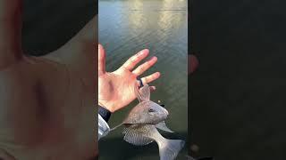 Easy Way to Catch a Black Drum