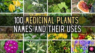 100 Medicinal Plants  Names And Their Uses | Blissed Zone