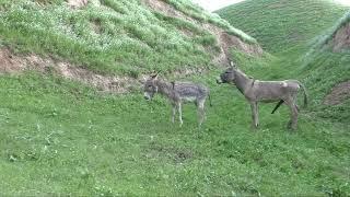 DONKEY and Donkey groom each other 2022