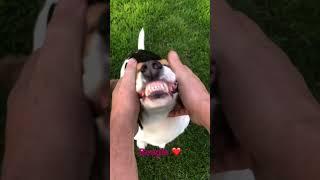 Beagle love massage#beagle #dog #cute #doglover #dogs