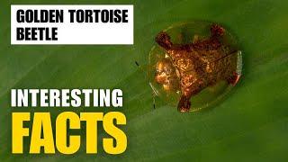 Most Interesting Facts About Golden Tortoise Beetle | Interesting Facts | The Beast World