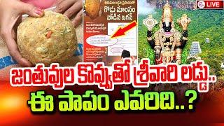 జంతువుల కొవ్వుతో తిరుపతి లడ్డూ | Animal Fat In Tirumala Srivari Laddu |  @sumantvtirupathi