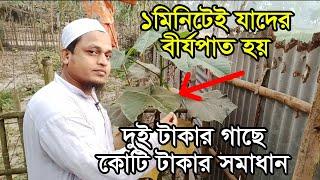 এটাই সেই ওলট কম্বল গাছ যার মধ্যে রয়েছে অসংখ্য গুনাগুন || Abroma augusta