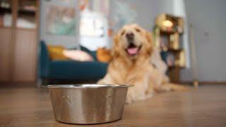 The Importance Of Pet Nutrition And How To Get Certified As A Pet Nutrition Coach.