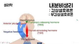 내분비생리 : 갑상샘&부갑상샘 호르몬