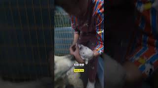 눈을 떳다고? 어디 보자보자 #남해 #goldenretriever #강아지 #리트리버 #몽실이