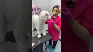 Best tool helps dog stand while grooming