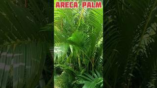 Areca Palm|Er. Alam Vlogs| #palm #greenworld #greenindia #northeast #meghalaya #manipur #mizoram