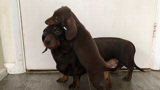 Mini dachshund puppy’s fight with the older ones