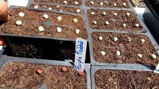 10 Great Fall Garden Vegetables & Starting a Fall Garden in Seed Flats:  Key Tips & Cautions (1of2)