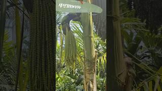 선다육수제화분 #plants #국립세종수목원 #식물원 #열대식물 #힐링