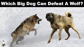 5 Dogs That Could Defeat A Wolf